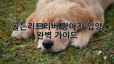 골든리트리버 강아지 입양 완벽 가이드